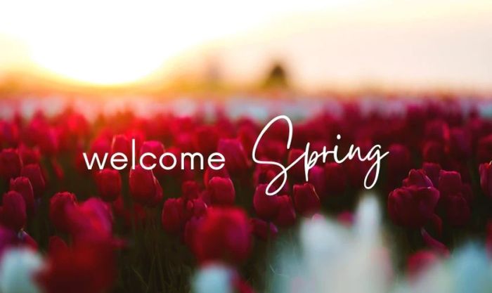 Tulip đỏ rực rỡ