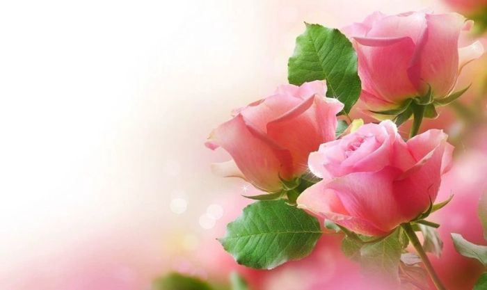 Hoa hồng phấn đẹp nhất dành cho ngày 8/3