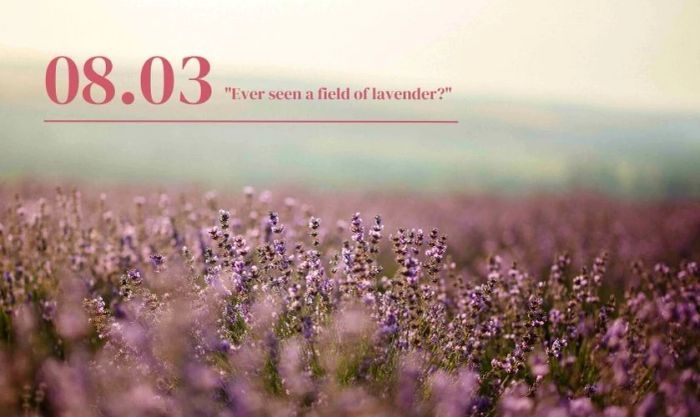 Hình nền lavender cho ngày 8/3