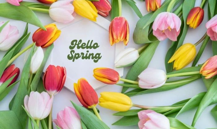 Hình nền tulip đẹp nhất cho ngày 8/3