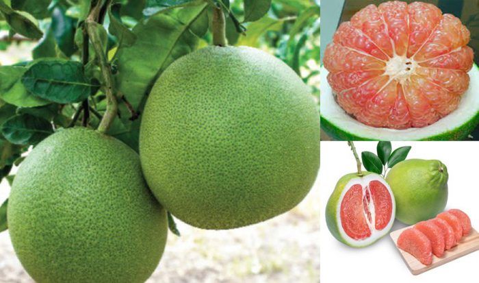 Grapefruit Image 2