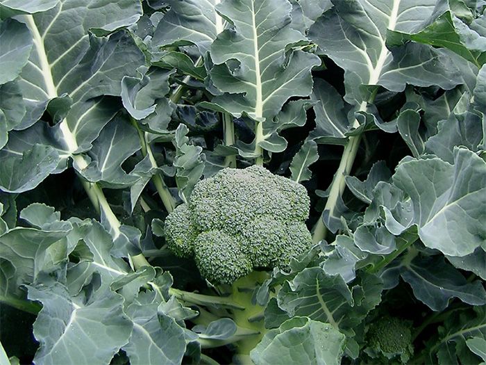 Broccoli Image 2