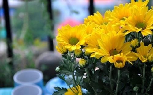 Nên chọn loại hoa nào để cắm trên bàn thờ?