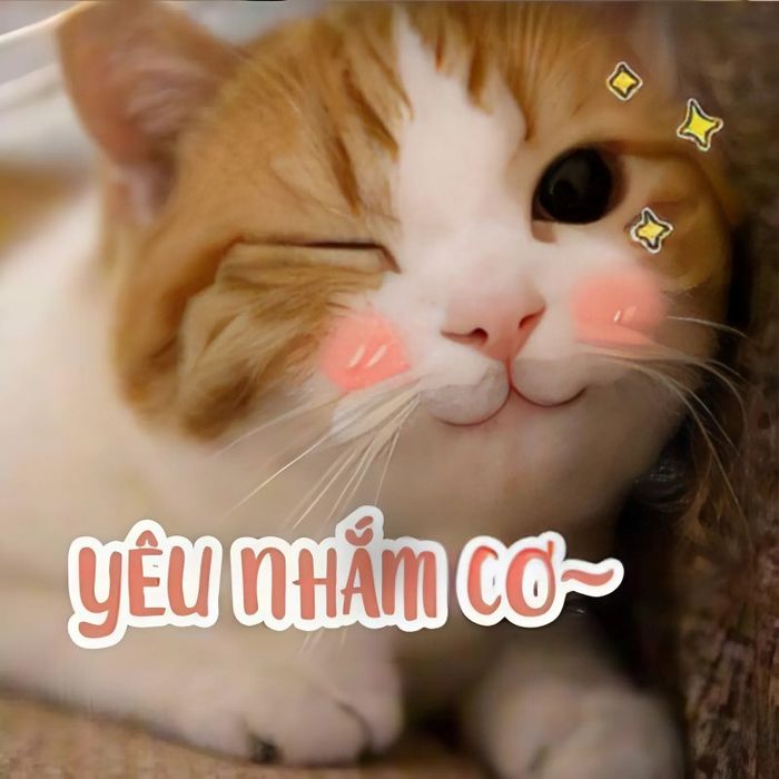 hình ảnh meme về tình yêu