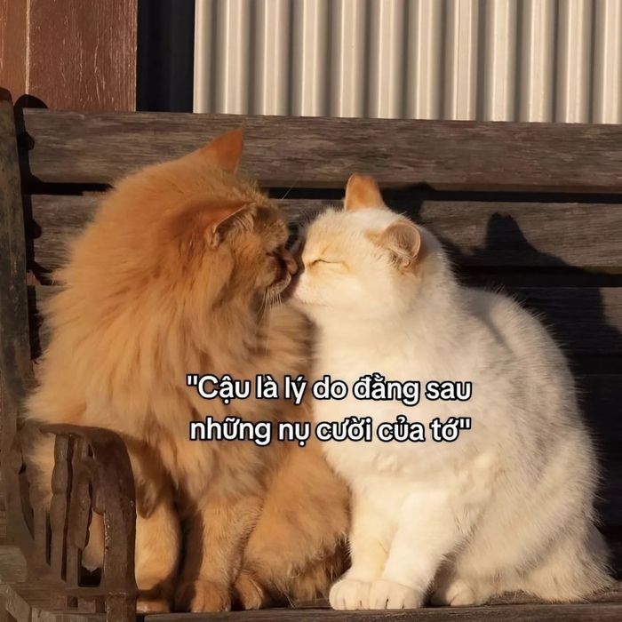 meme tình yêu dễ thương