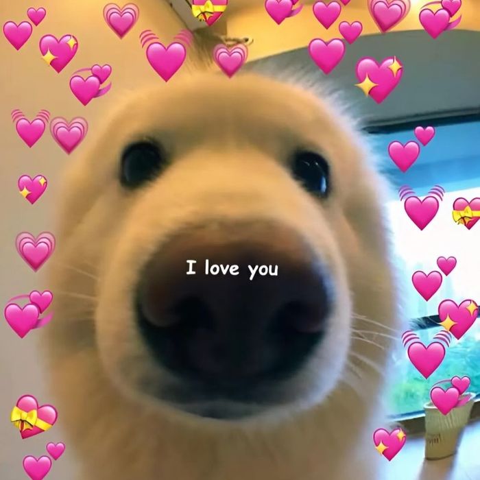 meme về chủ đề tình yêu