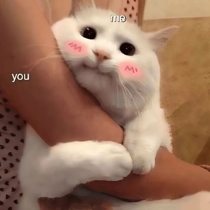 meme liên quan đến tình yêu