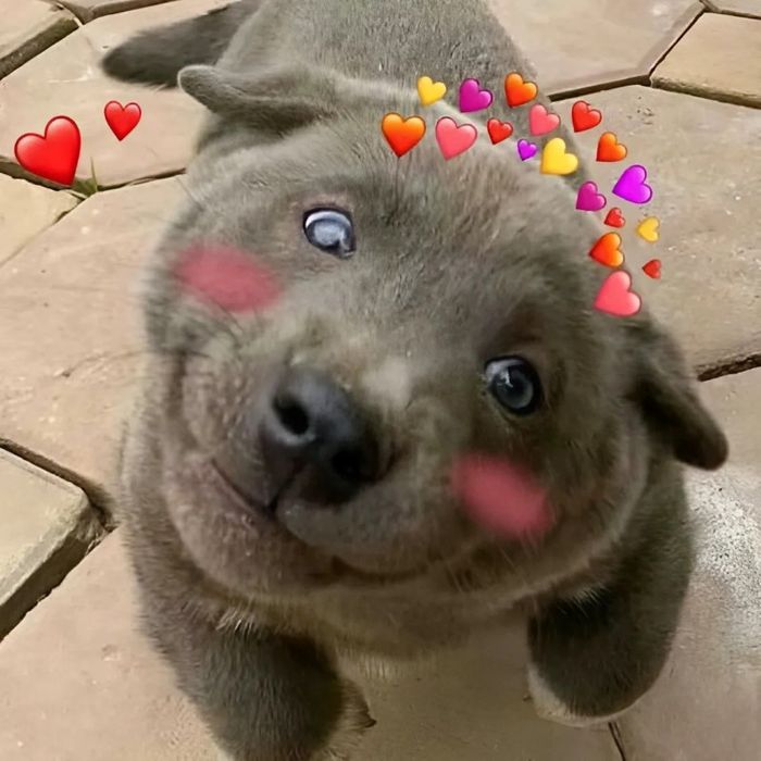meme tình yêu dễ thương