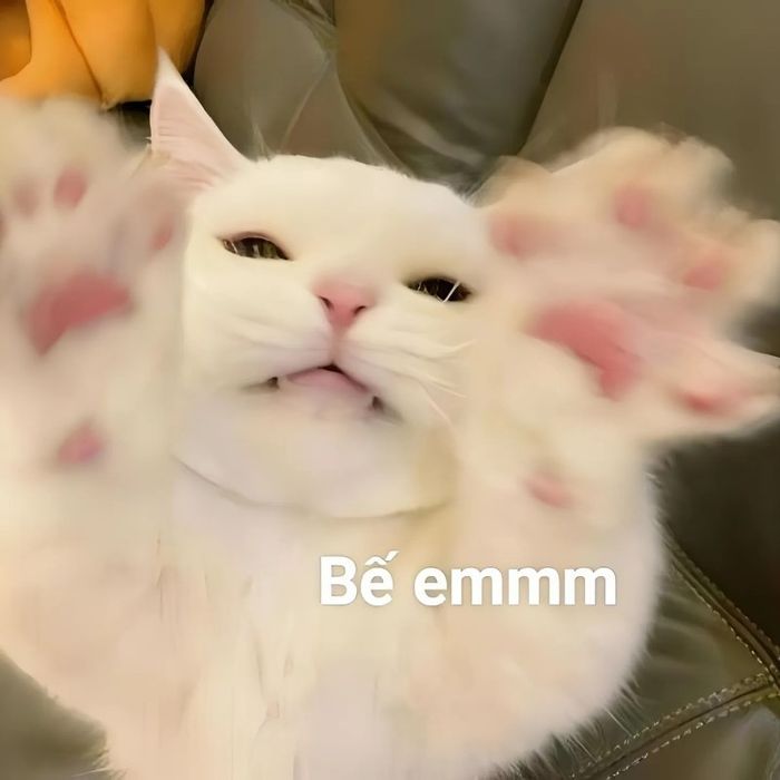 meme liên quan đến tình yêu