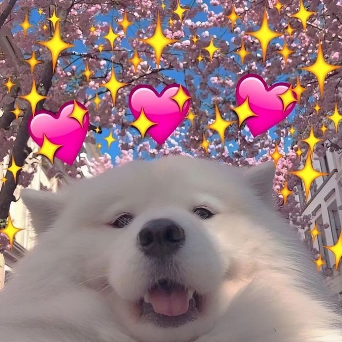 hình ảnh meme về tình yêu