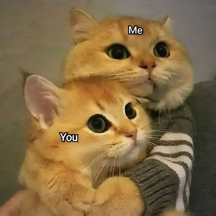 meme về chủ đề tình yêu