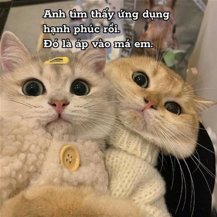 meme tình yêu vui nhộn