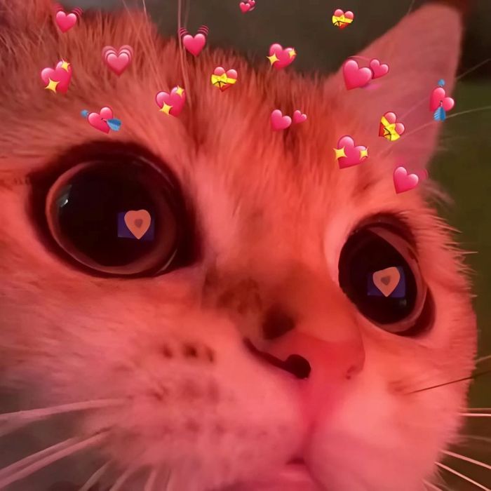 meme tình yêu đáng yêu