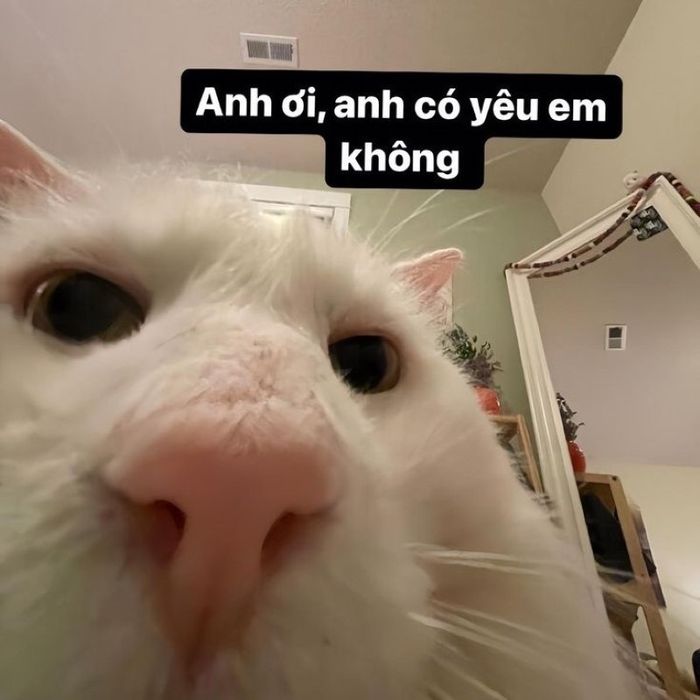 meme tình yêu ngọt ngào