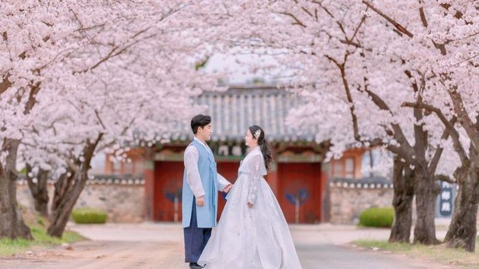 Preparing Outfits for South Korea's Cherry Blossom Festival