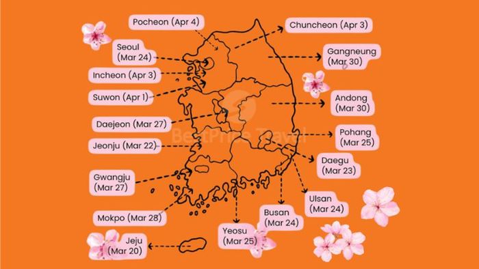 2024 South Korea Cherry Blossom Viewing Schedule