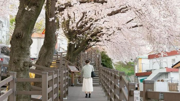 Gaegeum-dong Cherry Blossom Cultural Street in Busan
