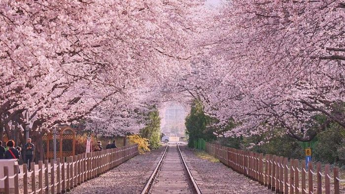 Top Cherry Blossom Viewing Spots in South Korea for 2024