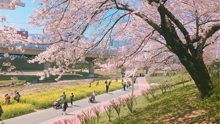 Oncheon-cheon Stream During Cherry Blossom Season