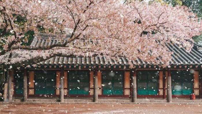 Vibrant Cherry Blossom Season on Jeju Island, South Korea
