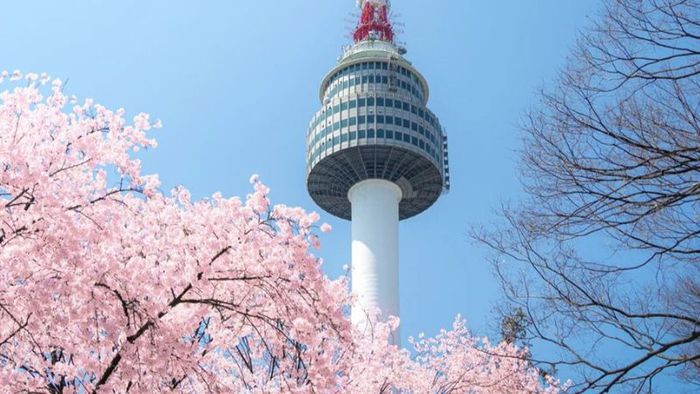 Namsan Tower During Cherry Blossom Season