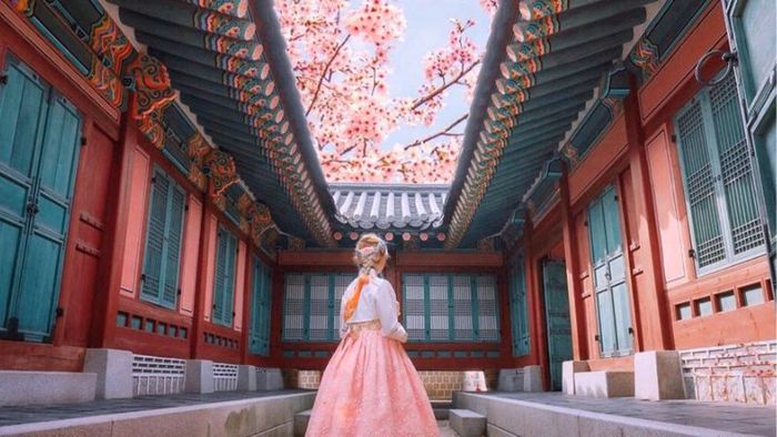 Gyeongbokgung Palace During Cherry Blossom Season