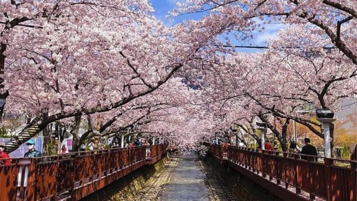 Famous Cherry Blossom Festival in Jinhae Gunhangje, South Korea