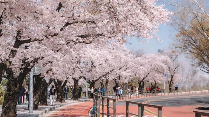 Cherry Blossom Season in Yeouido, South Korea