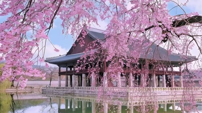 The romantic cherry blossom season in South Korea