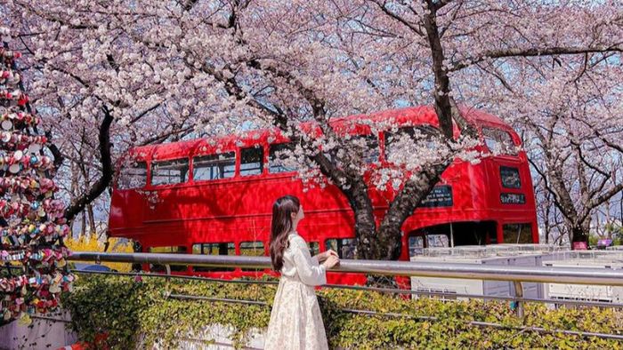 E-World Amusement Park in Daegu During South Korea's Cherry Blossom Season
