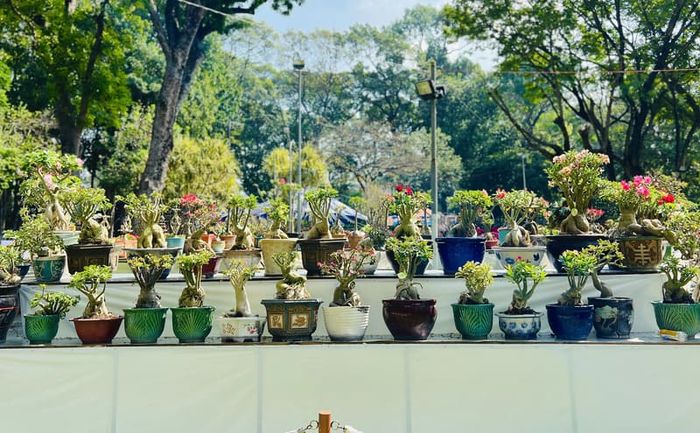 Lễ hội hoa xuân Tao Đàn Tết Ất Tỵ 2025 khoe sắc màu rực rỡ giữa trung tâm Sài Gòn.