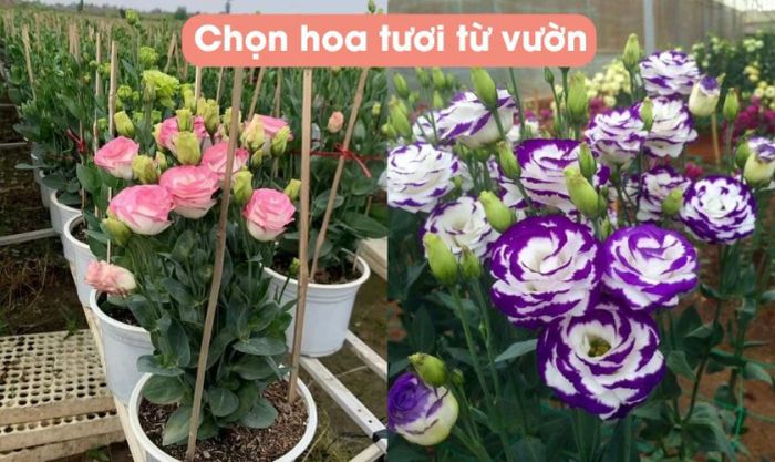 Hướng dẫn chọn hoa cát tường đẹp và tươi lâu để trưng Tết