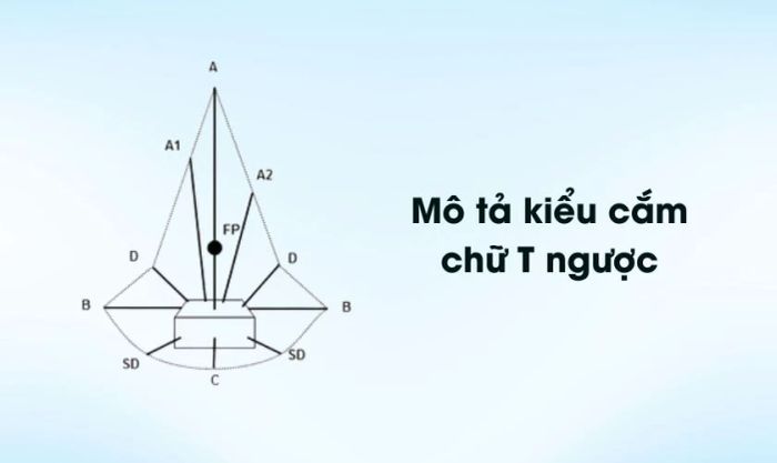 Cách cắm hoa cát tường ngày Tết theo kiểu chữ T ngược