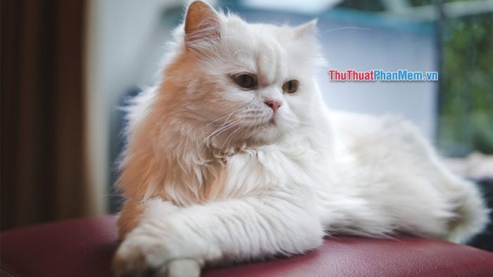 Nhấn chọn mục Sao lưu và khôi phục để tiếp tục