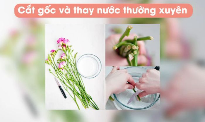 Thay nước thường xuyên là cách đơn giản nhất để giữ hoa tươi lâu