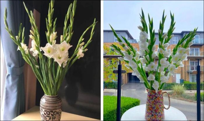 Cách cắm hoa dơn trắng với bình cổ cao thanh lịch