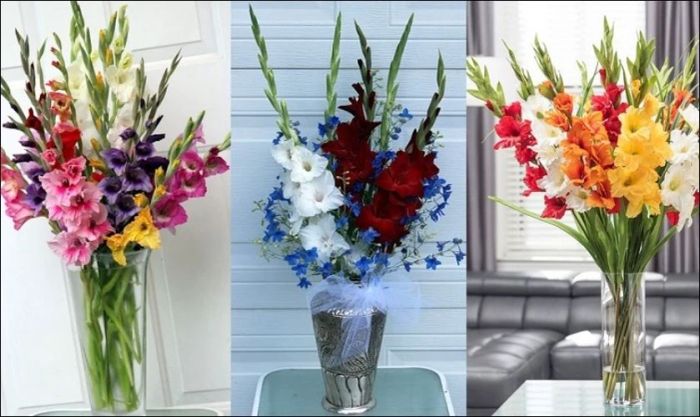 Lựa chọn màu hoa dơn dựa trên phong thủy và mục đích trang trí