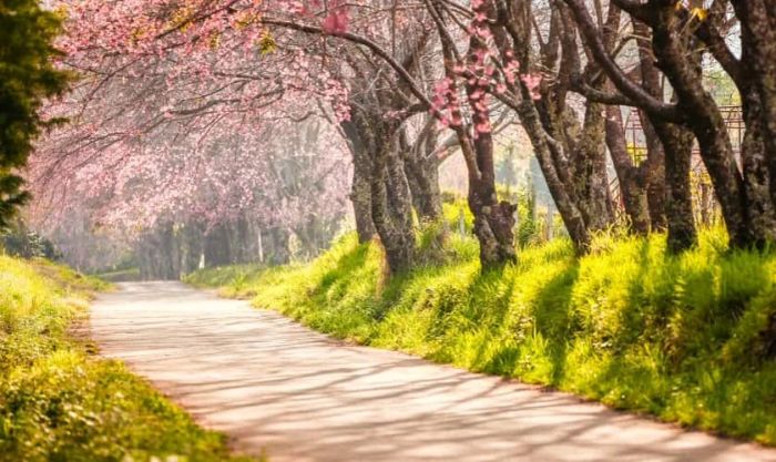 Hình nền cánh hoa đào bay ngày Tết đẹp mắt