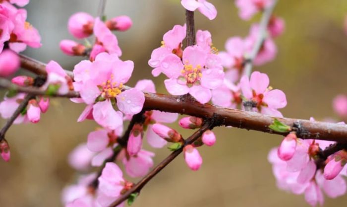 Hình nền hoa đào ngày Tết chân thực đẹp nhất