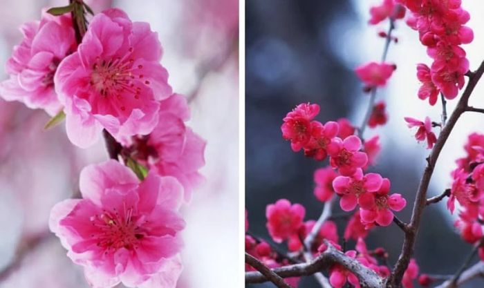Hình nền hoa đào ngày Tết rực rỡ và tươi tắn
