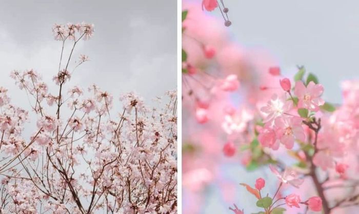 Hình nền hoa đào ngày Tết gây ấn tượng mạnh