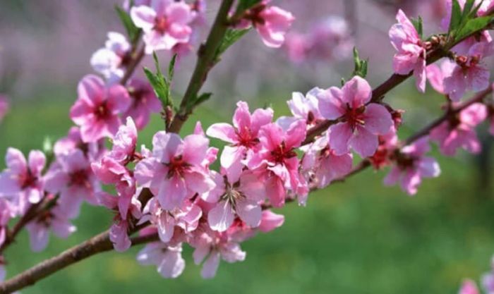 Hình nền hoa đào ngày Tết chân thực tuyệt đẹp