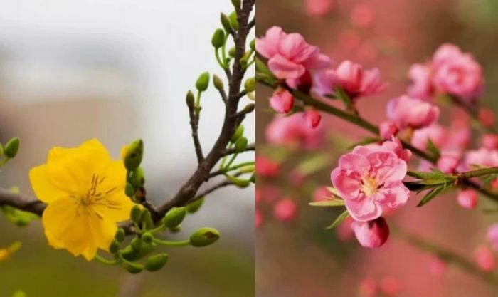 Hình nền hoa đào ngày Tết cùng hoa mai đẹp nhất không thể bỏ qua