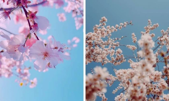 Hình nền hoa đào ngày Tết đẹp mắt