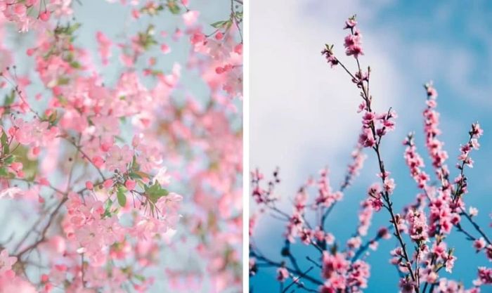 Hình nền hoa đào ngày Tết