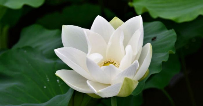 Hoa sen trắng - Biểu tượng thiêng liêng trong ngày Vu Lan báo hiếu