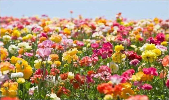 Những loài hoa ý nghĩa tặng mẹ ngày 8/3