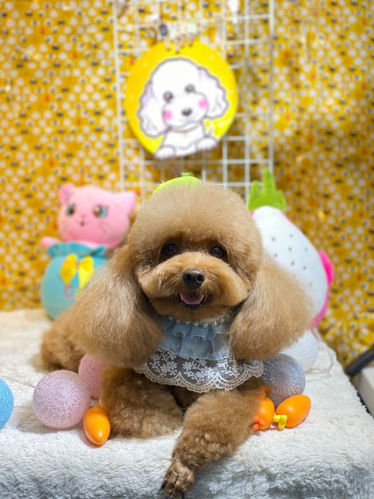 Shiny Pet Image 1