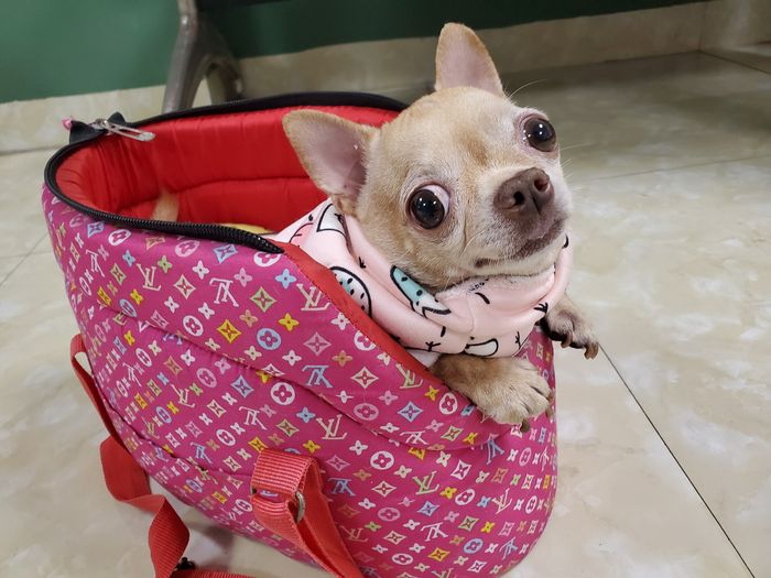 Greenpet Pet Hospital Image 2
