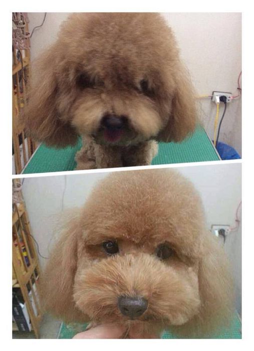 J & Pet Shop Spa Image 1